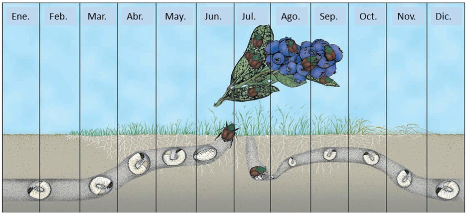 Gráfica que ilustra el ciclo biológico anual del escarabajo japonés en los arándanos de Michigan.